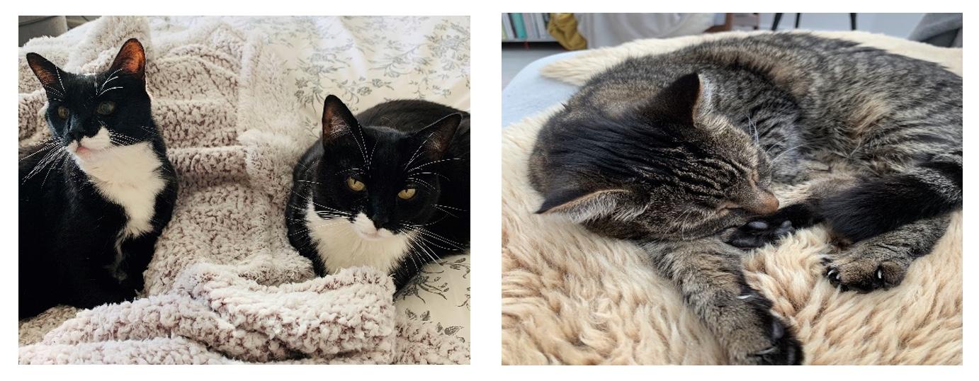 Cats